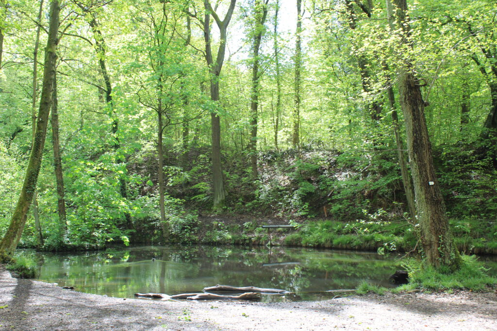 Bois de l'abbaye (13)