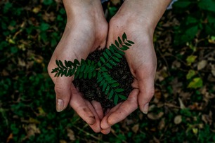 Potager forestier